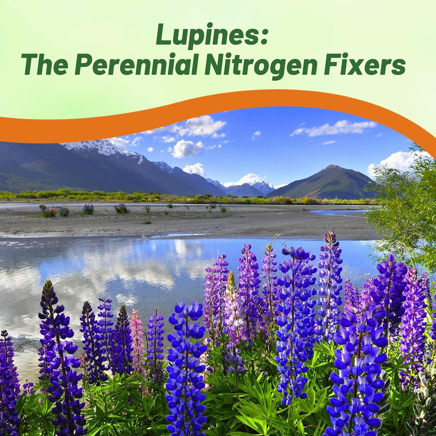 Outsidepride Wild Blue Perennial Lupine Seeds - 1 Lb. Self-Sowing, Cold Hardy & Frost Tolerant Wildflower Seeds for