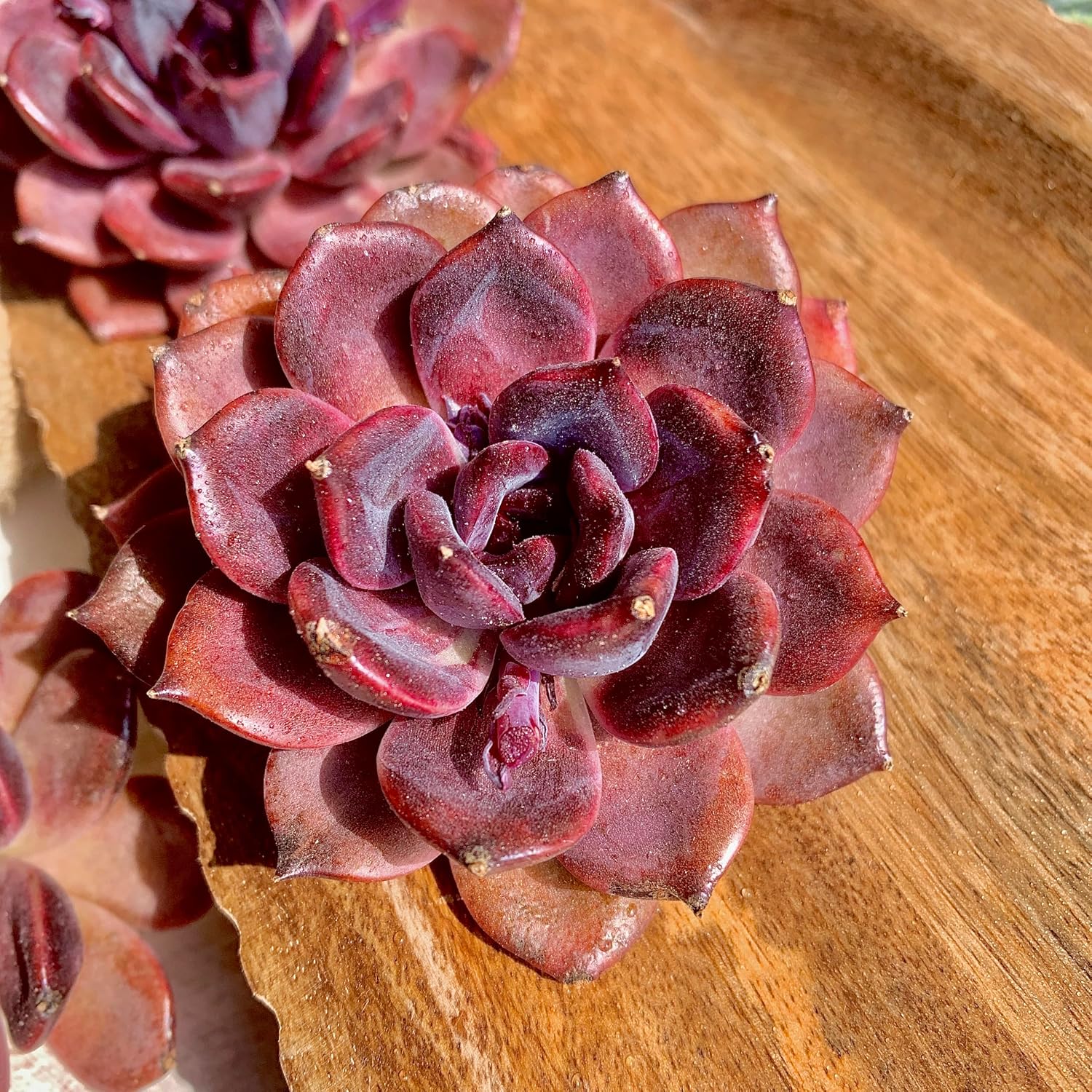 Live Succulent Plant – Echeveria Black Mamba with Mini Gardening Tools – Small Easy Care Houseplant for Indoor &