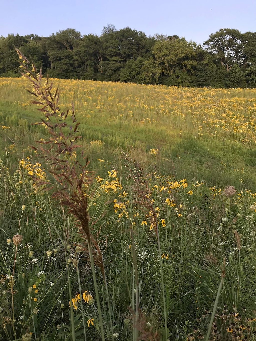 Hale Habitat & Seed Native Grass & Wildflower Refuge, Wildlife & Pollinator Seed Mix, 1/4 Acre