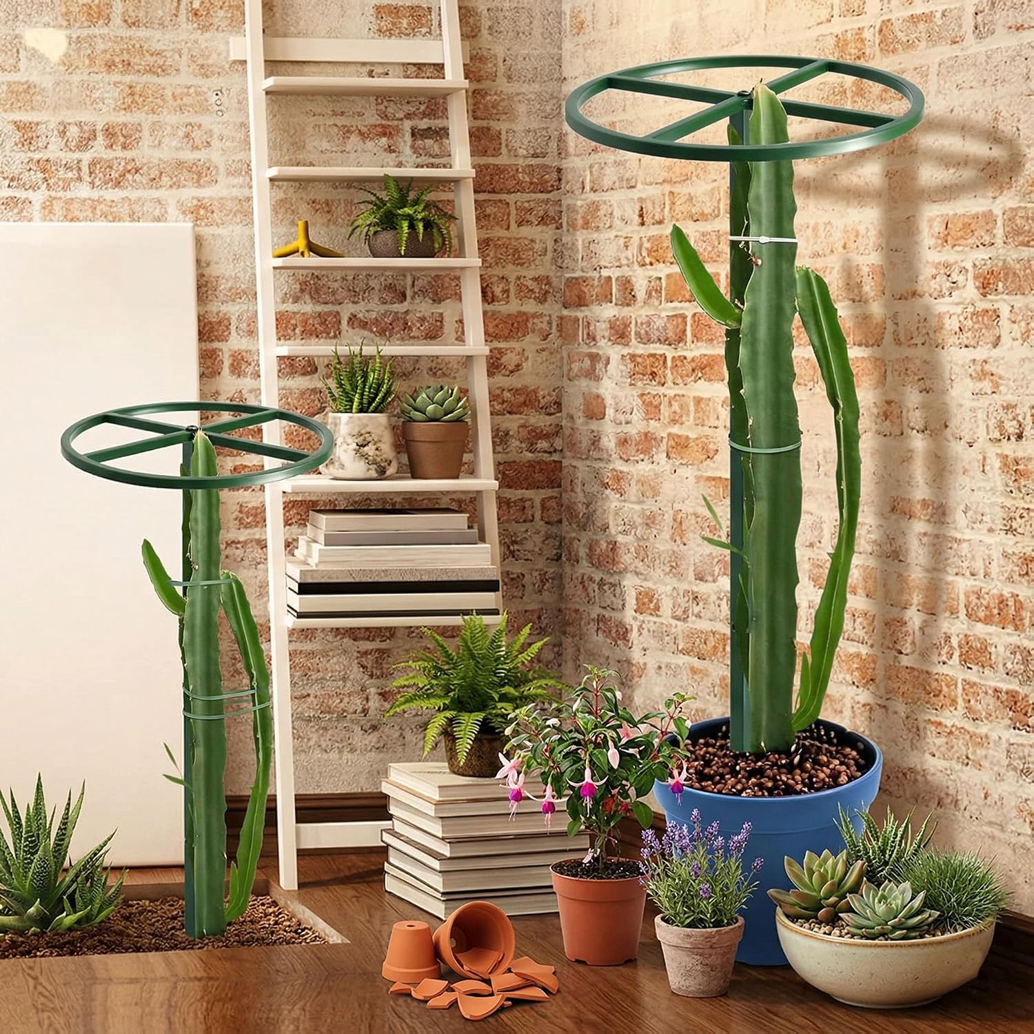 61" Adjustable Dragon Fruit Trellis, Round Ring, Green | Top apex ring supports fruit. Anti-tipping cross-base sits