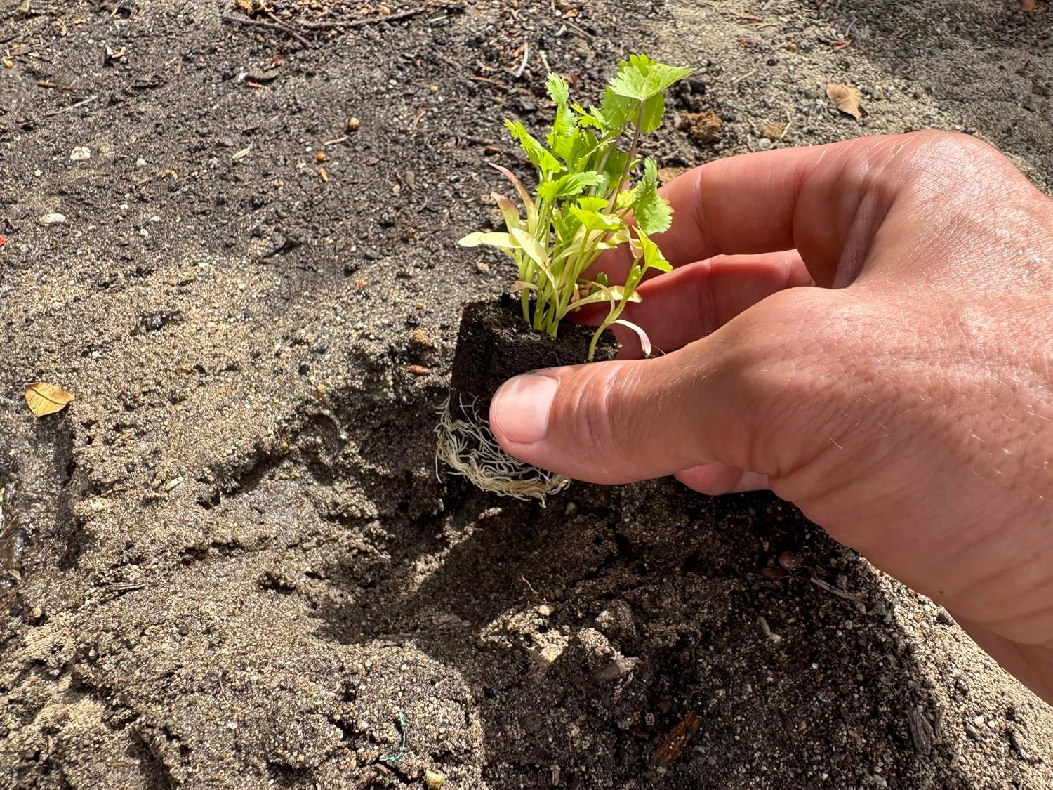 Herb Seedlings: Ready-to-Plant Seedlings, Starts, Plugs, Garden-Ready, Live Plants, Transplants, Pre-sprouted, for Soil