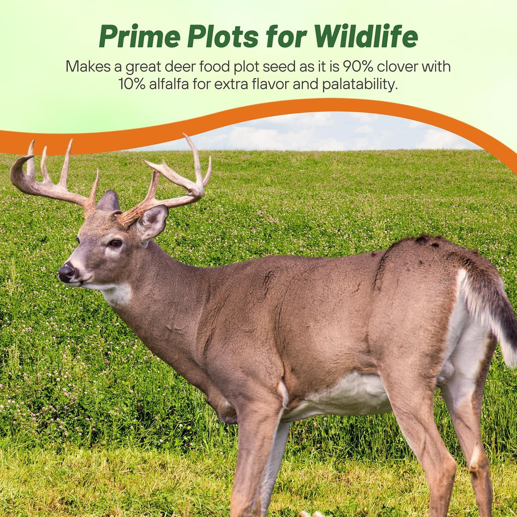 Outsidepride Perennial Clover King Seed Mix - 5 lbs Nitrocoated, Inoculated, Heat & Cold Tolerant, Alfalfa-Enhanced