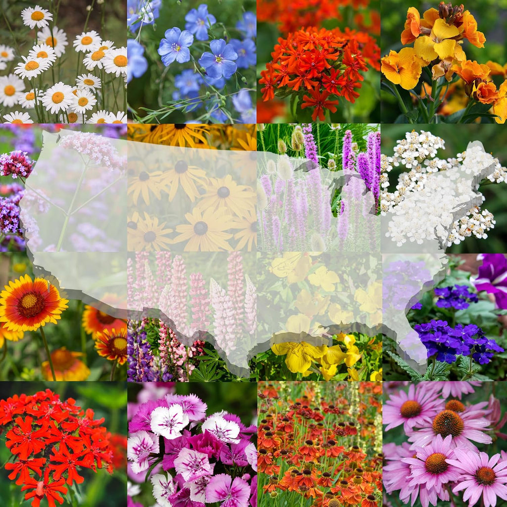 All US Zones All Perennial Wildflower Seed Mix 1/4 Pound Covers 500 sqft Non-GMO Includes Drought Tolerant Species