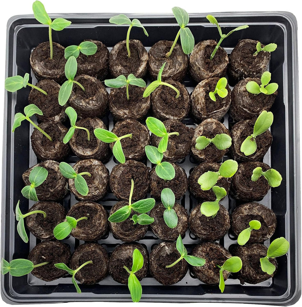 Jiffy Seed Starting Tray Kit - 36 Cell, Bonus 3 Pack, Seeding Starter Kit - 11 x 11 x 4.25 in - Plastic