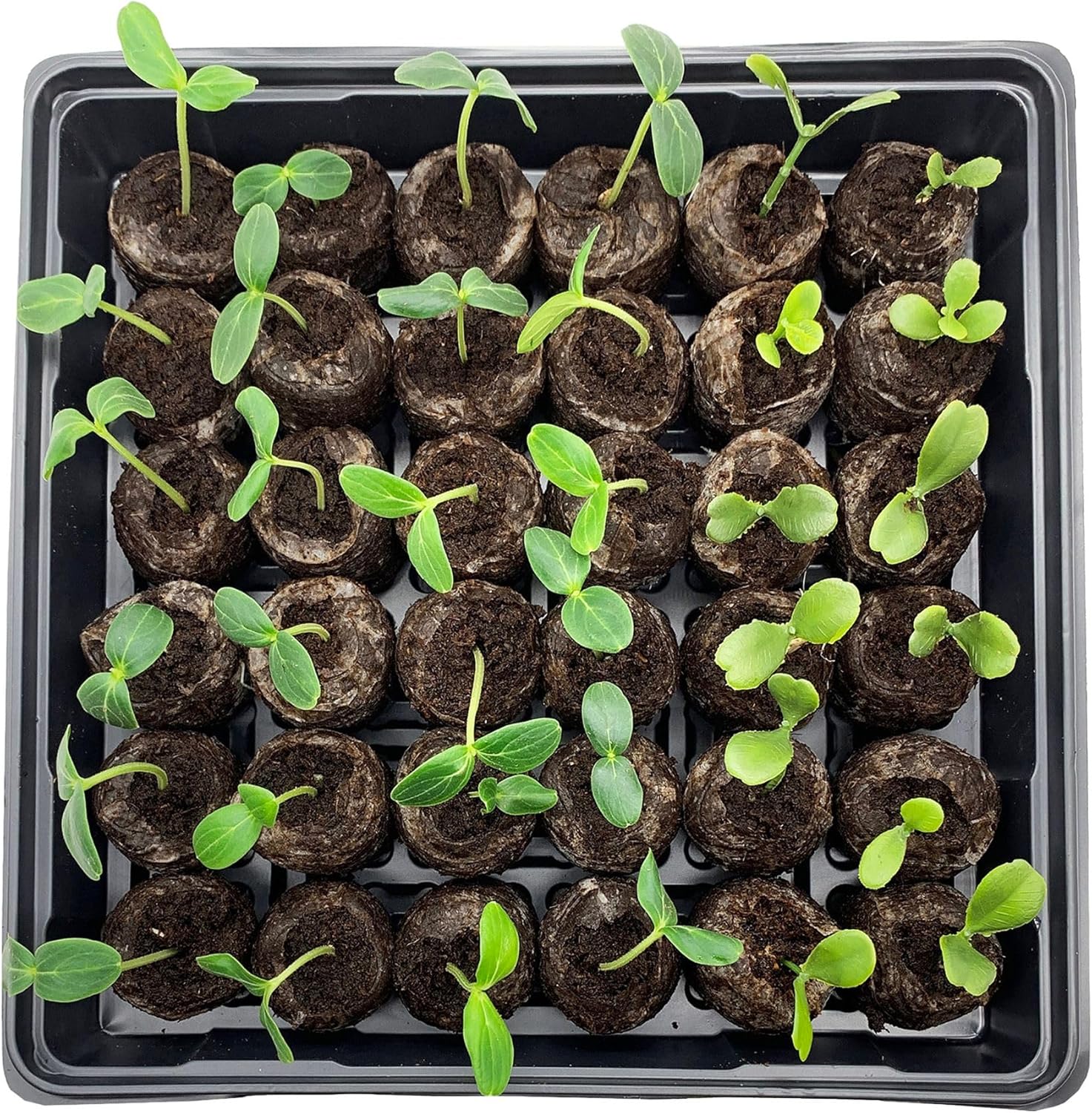 Jiffy Seed Starting Tray Kit - 36 Cell Plant Starter Trays, Portable - 11 x 11 x 4.25 in - Plastic - 4 Pack