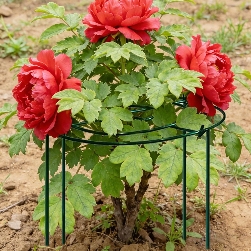 4pack Peony Cages and Supports, 18 x 24 Inch Four Legs Peony Cage, Heavy-Duty Peonies Support Cages, Peony Ring for