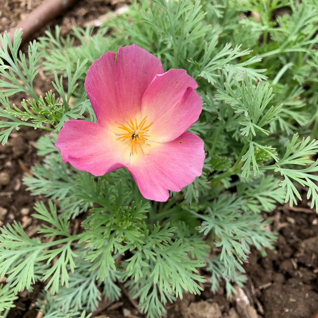 Poppy Flower Seed, 7 Variety Pack | Seven Poppy Varieties, Heirloom and California Types, Silky Ornamental Blooms