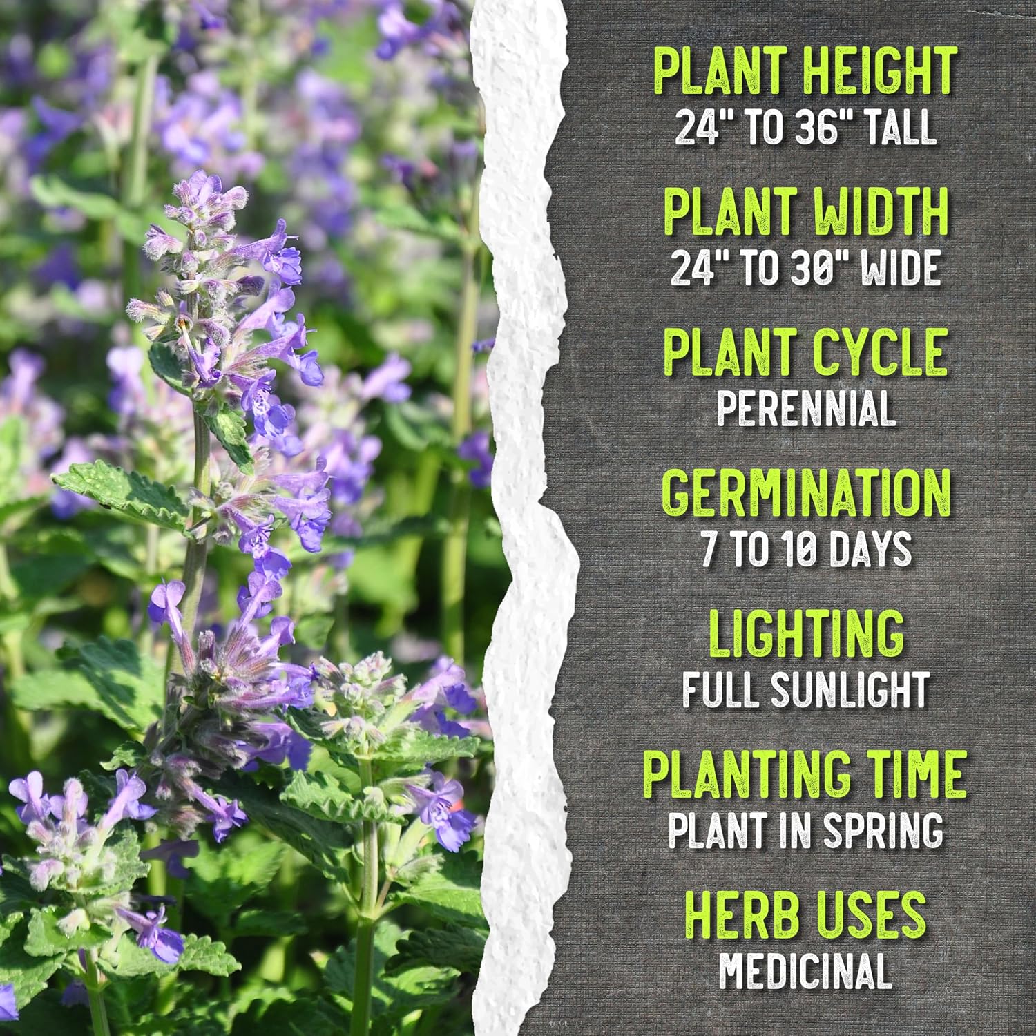 Seed Needs Catmint Seeds to Plant Heirloom Non-GMO Herbs 20 Pack
