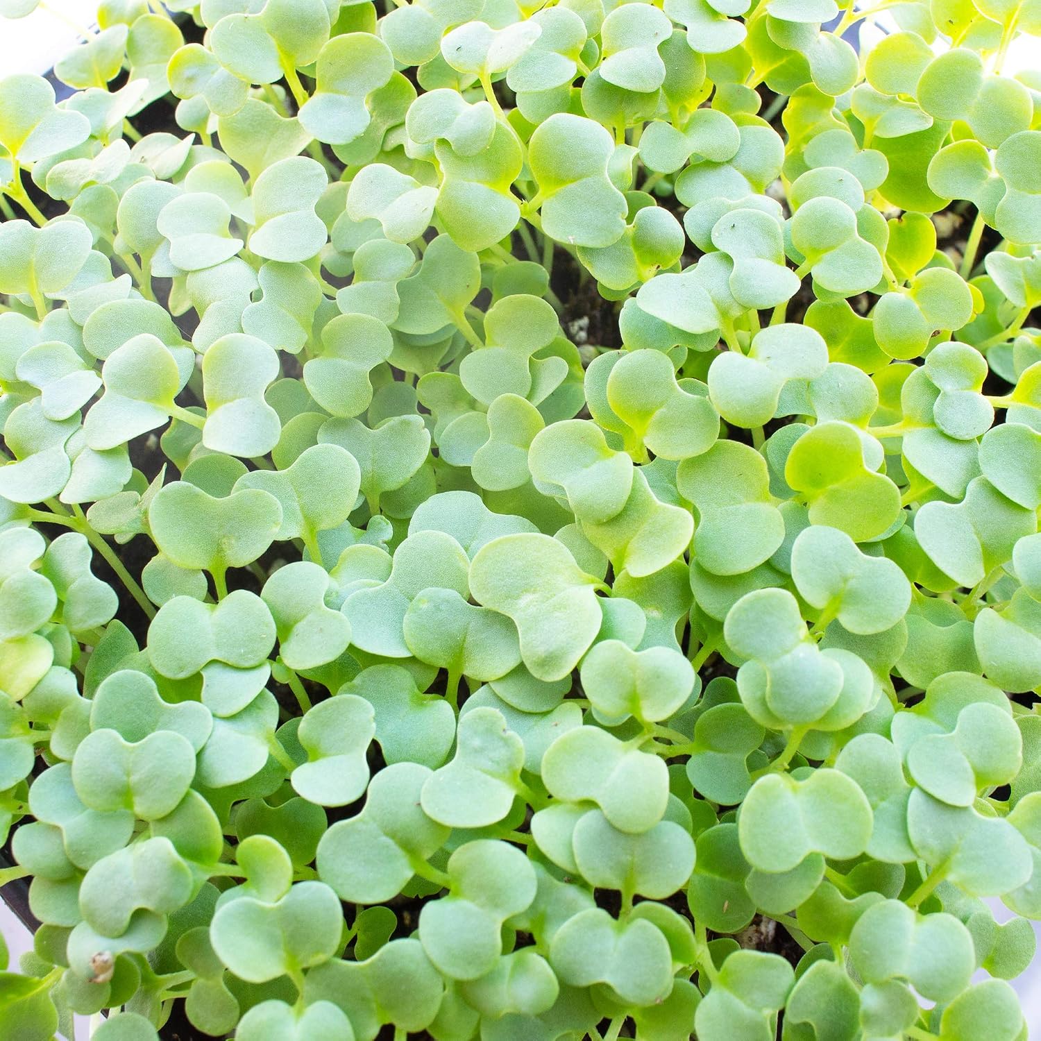 Mountain Valley Seed Co Green Mustard Microgreens Seeds - 5 Lb Bulk | 960,000 Seeds - Grow Non-GMO Micro Mustard Herb