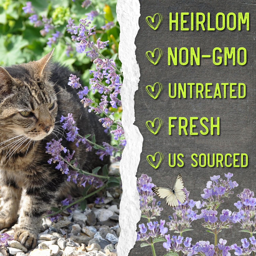 Seed Needs Catmint Seeds to Plant Heirloom Non-GMO Herbs 20 Pack
