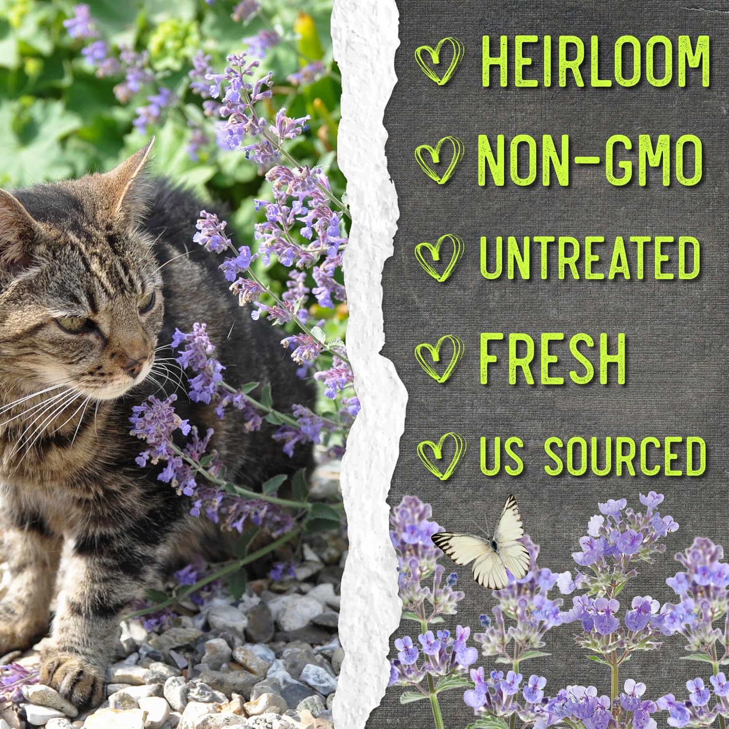 Seed Needs Catmint Seeds to Plant Heirloom Non-GMO Herbs 20 Pack