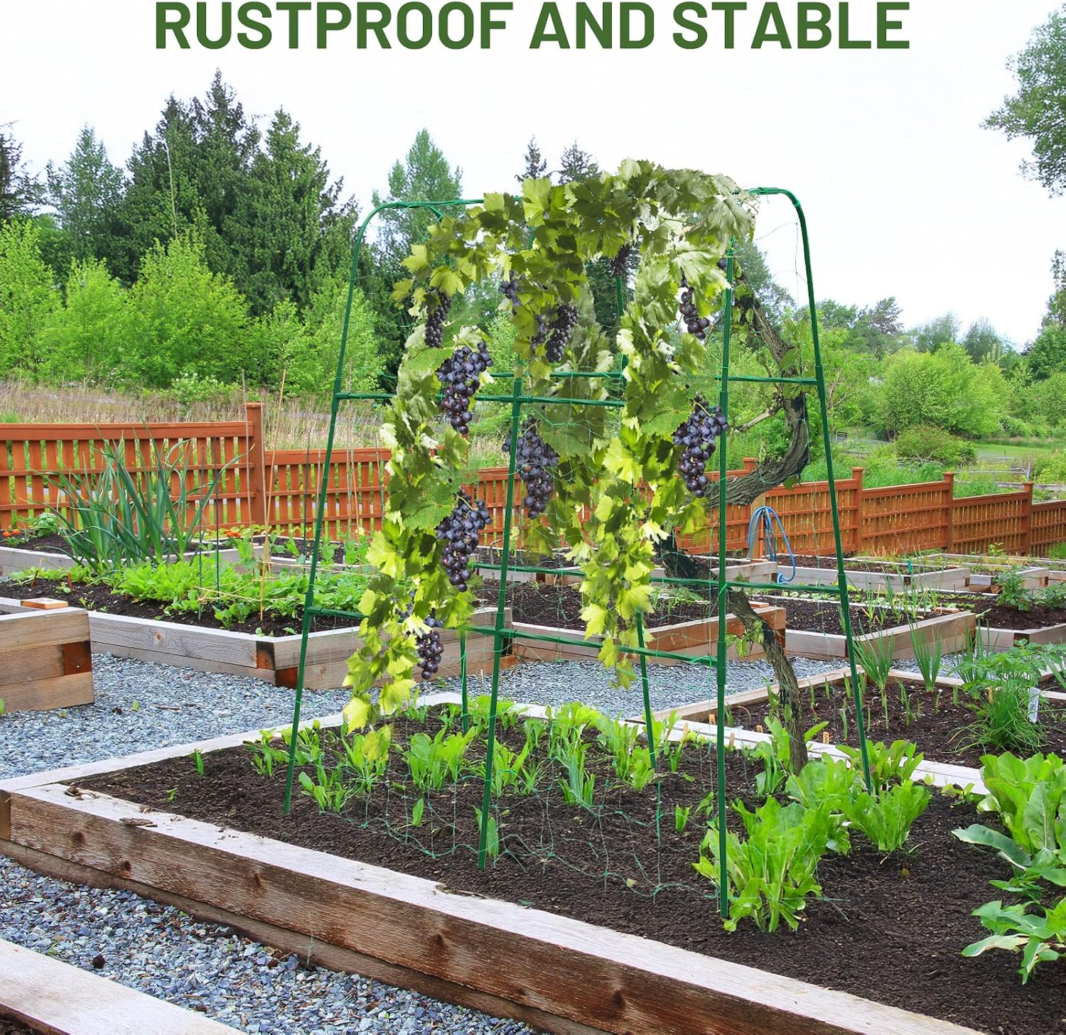 Compact U-Shaped Plant Trellis for Peas, Beans & Light Climbing Plants - Rust-Resistant, Foldable Design, Lightweight