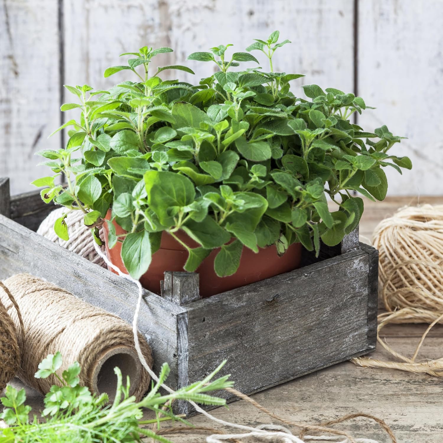 Organic Common Italian Oregano Seeds - USDA Organic, Non-GMO, Open Pollinated, Heirloom (5 Packets - 2.5 Grams - Approx