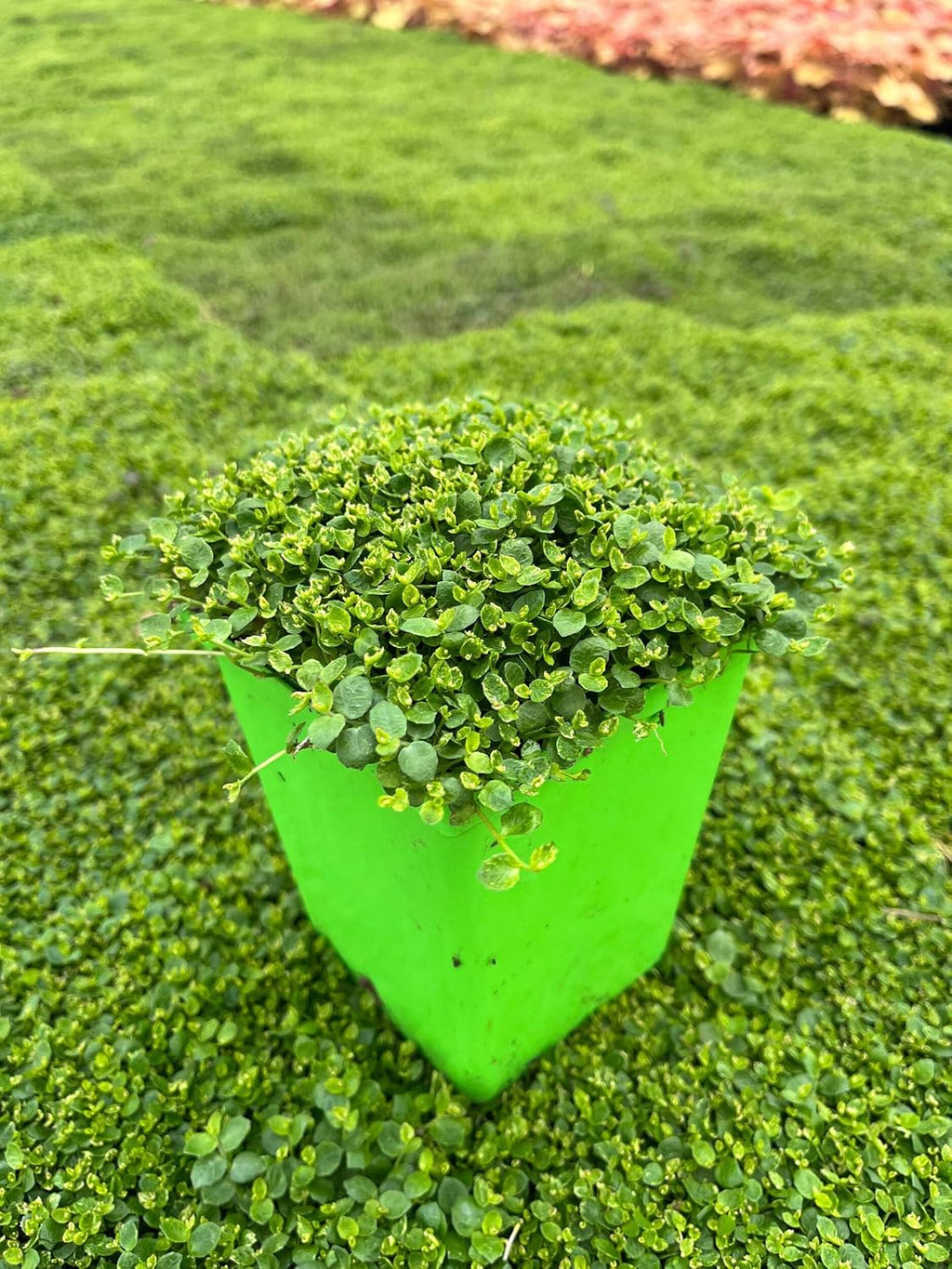 Isotoma fluviatilis (Blue Star Creeper) Groundcover, Size- Container, Bluish Flowers