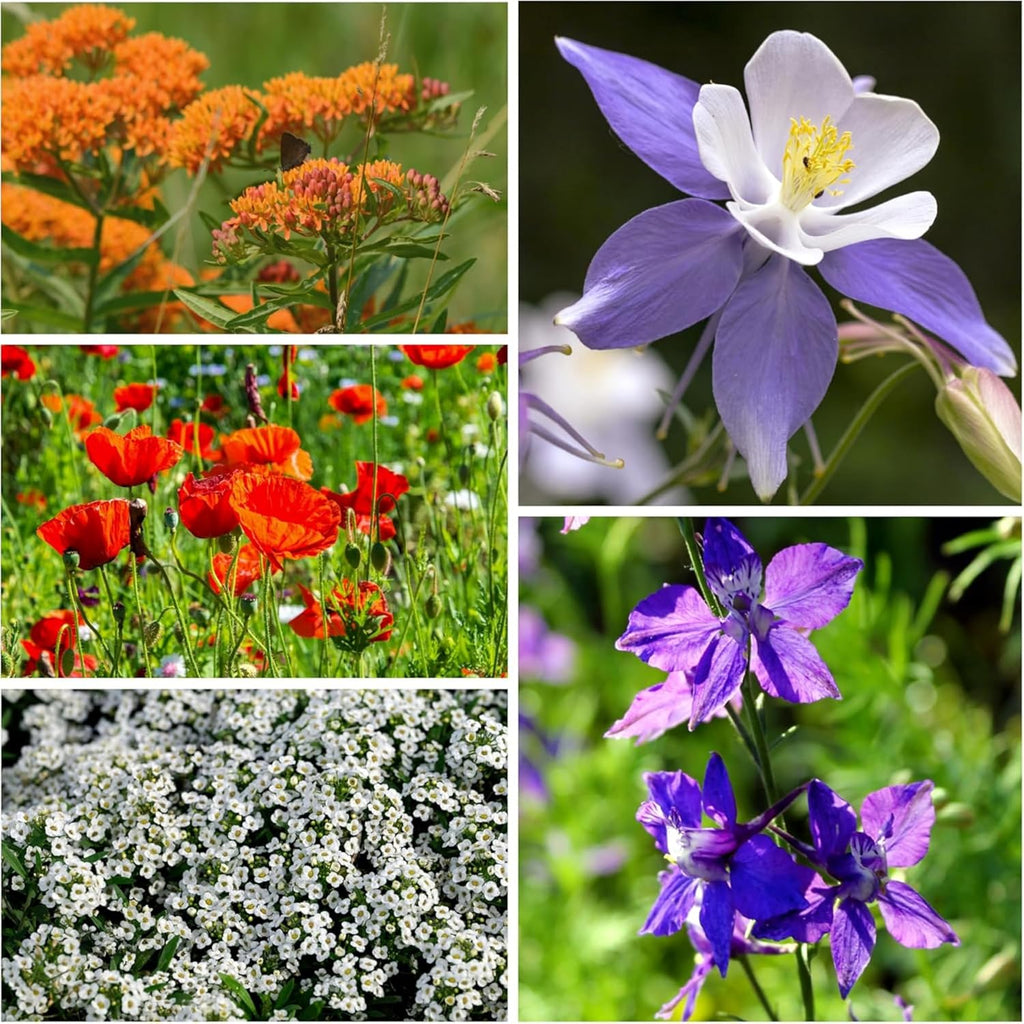 Seed Needs Wildflower Seed Packet Gift Favors for Party Events & Giveaways