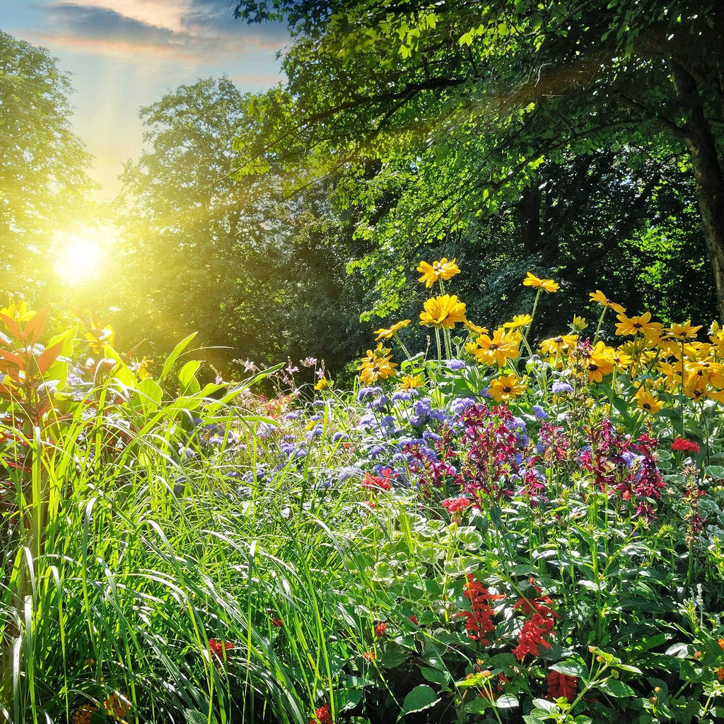 Sustainable Seed Co Organic Bouquet Cutting Flower Mix Seeds 1 Oz ~6,000+ | Seeds - 6 Varieties to Attract Butterflies