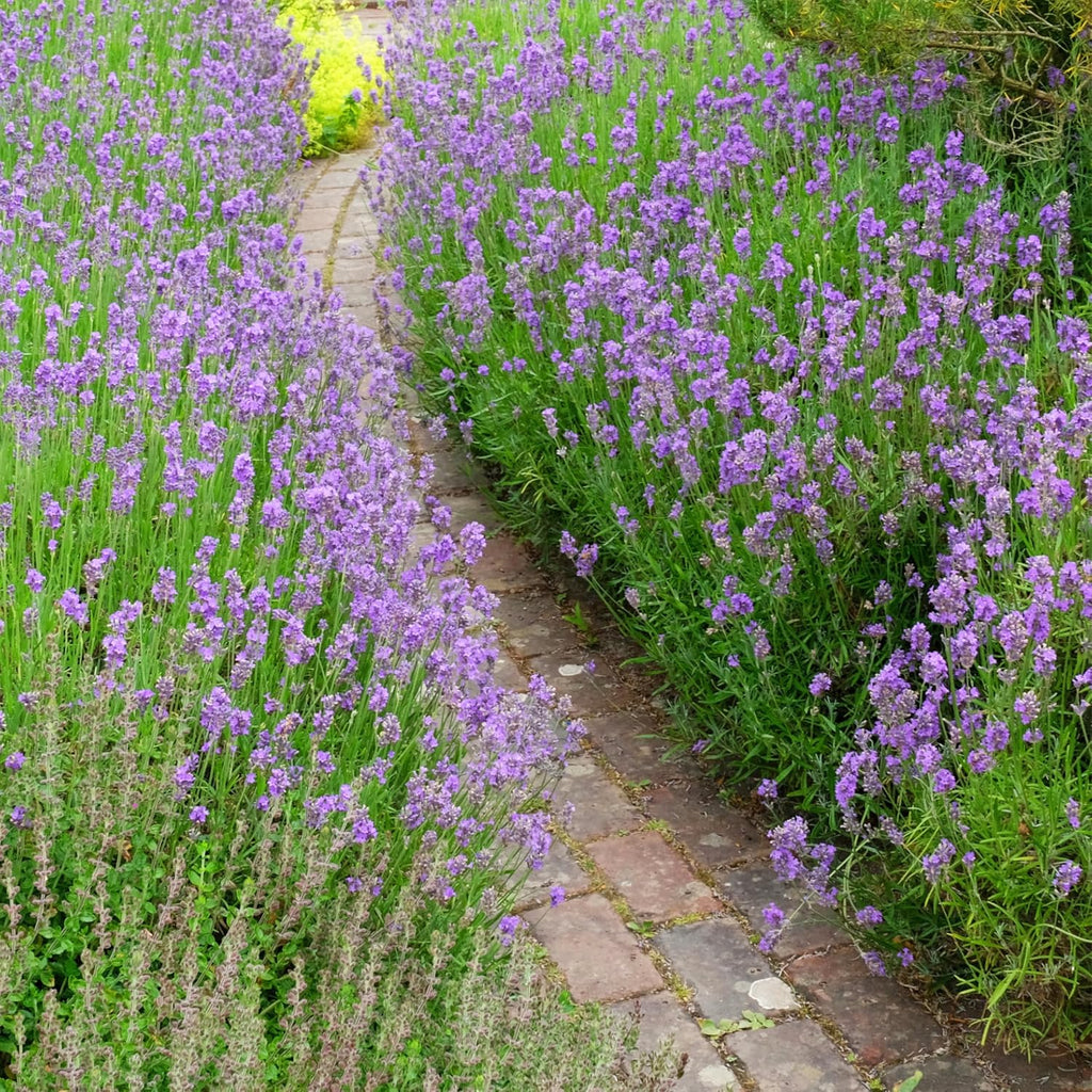 Seed Needs Lavender Seed Packet Gift Favors for Memorial Services Funerals
