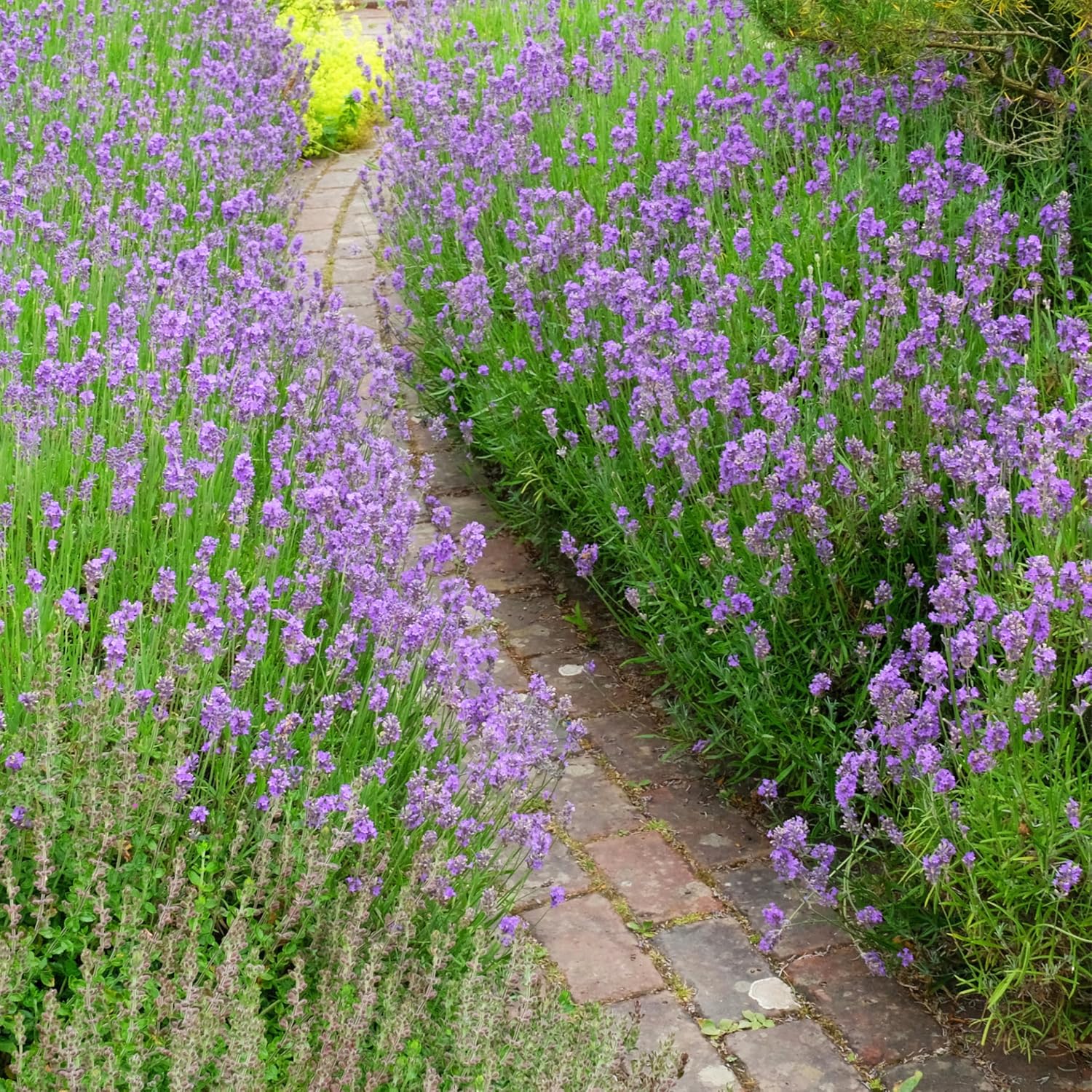 Seed Needs Lavender Seed Packet Gift Favors for Memorial Services Funerals