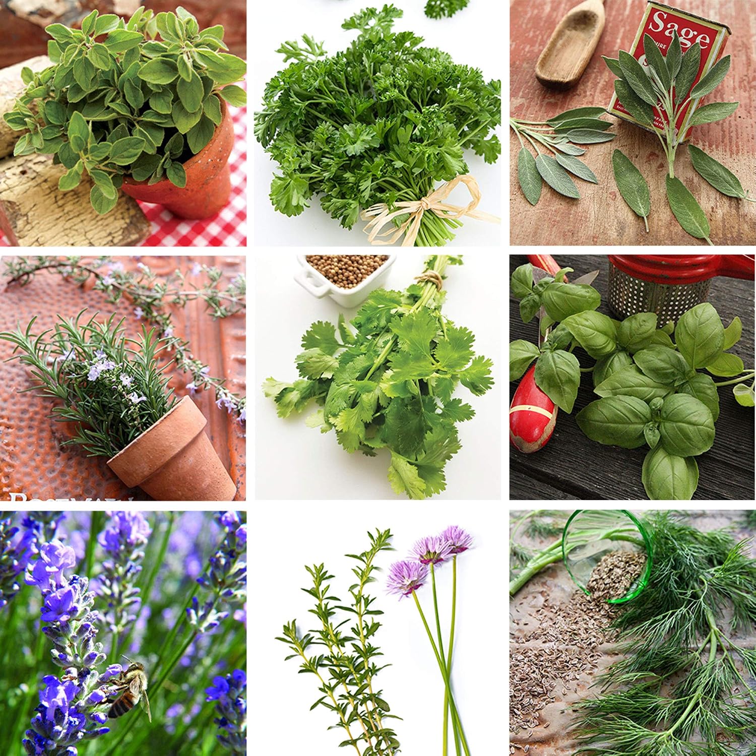 Sustainable Seed Co Culinary Herb Seeds Variety Pack – 10 Non-GMO | Herb Seeds for Indoor & Outdoor Gardens – Includes