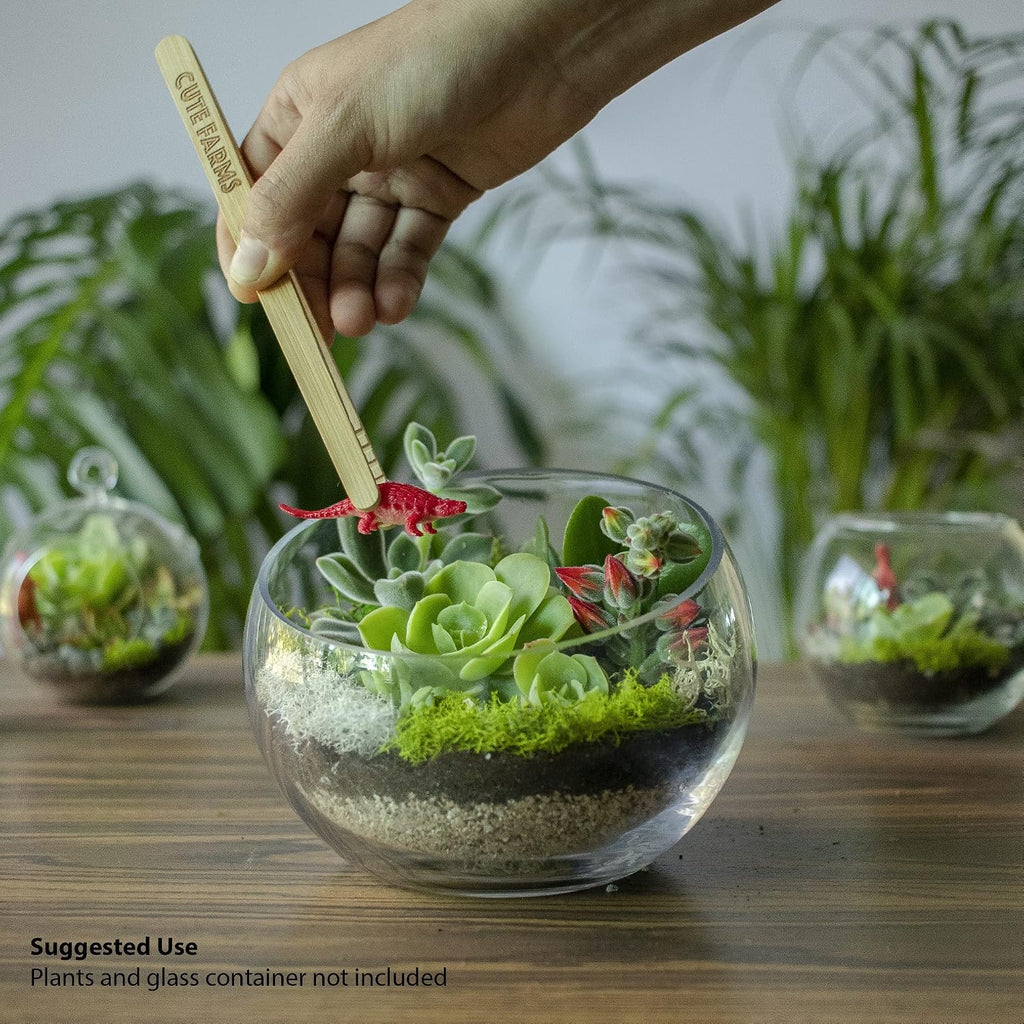 Terrarium Starter Kit | Moss, Vermiculite, Soil, Pebbles, Plant Food, Finishing Tools, Build and Care Guide | DIY