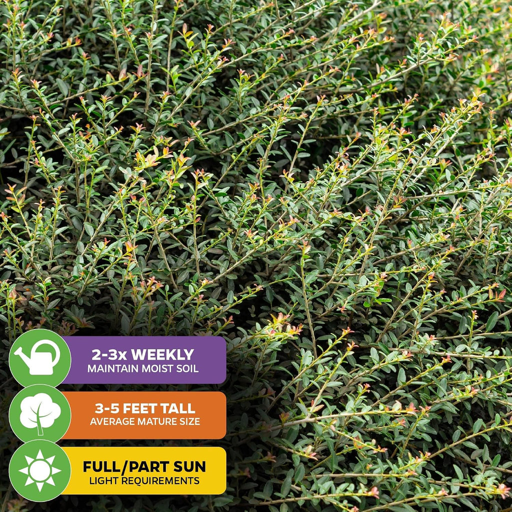 Dwarf Yaupon Holly (1-Pack) Live Plant by Wellspring Gardens | Caffeinated Starter Tea Plant - Outdoor Shrub Collection