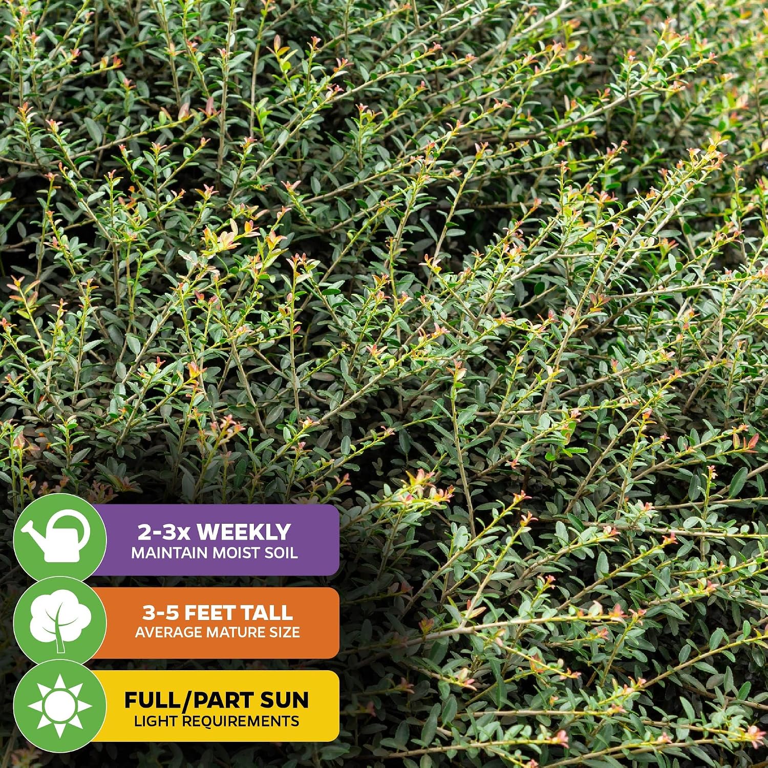 Dwarf Yaupon Holly (1-Pack) Live Plant by Wellspring Gardens | Caffeinated Starter Tea Plant - Outdoor Shrub Collection