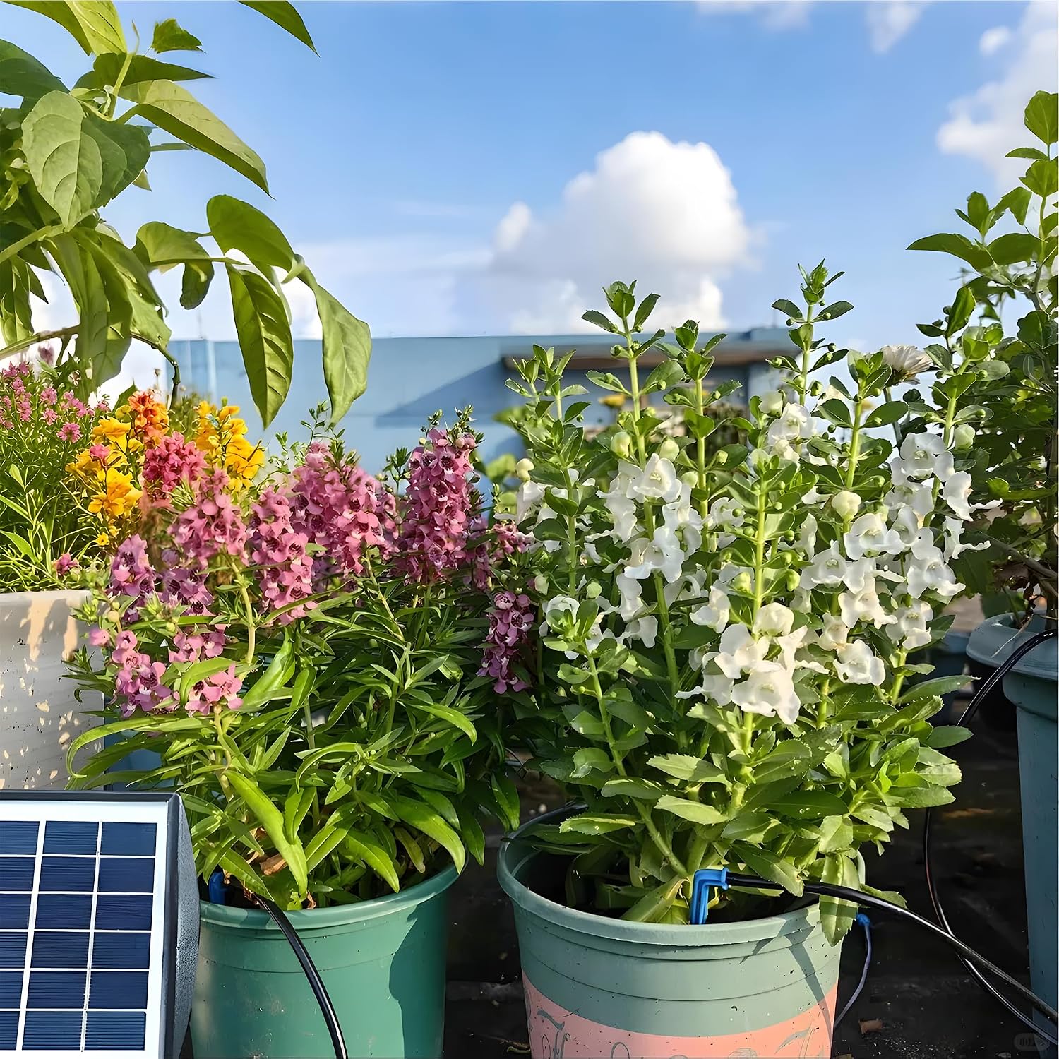 RISINGUP Solar Drip Irrigation System for 15 Potted Plants Outdoor Garden | Automatic Plants Watering System with