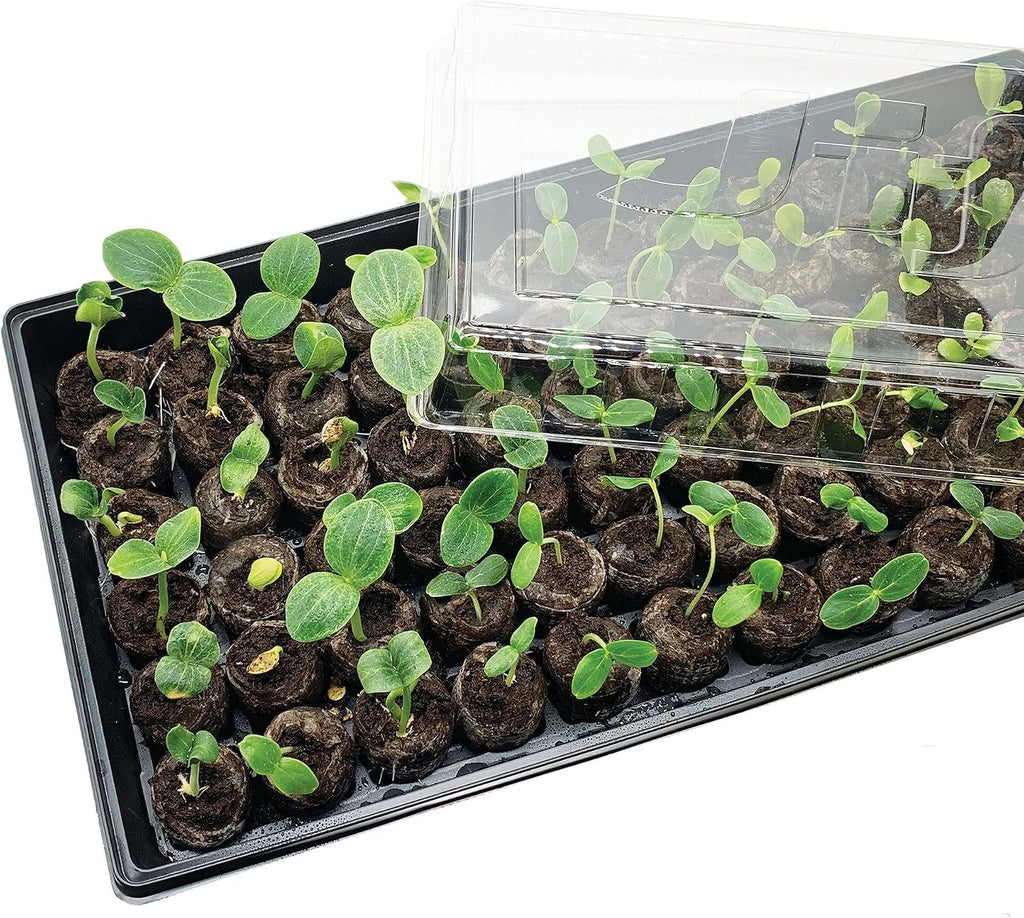 Ferry Morse Jiffy Seed Starting Greenhouse Tray Kit with 72 36mm Peat Pellets and Bonus SUPERthrive Sample + Plant