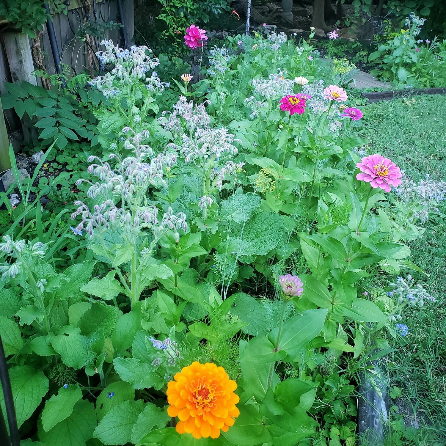 BUZZY Wildflower Pollinator Seed Mix (1lb Bag), 18 Pollinator-Friendly Varieties, Protect The Pollinators & Save The