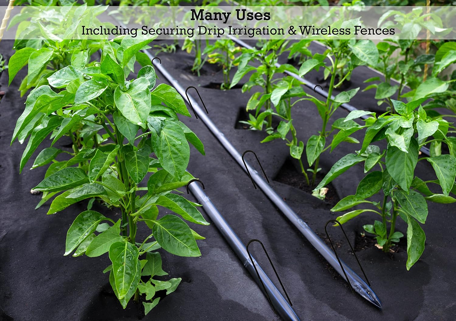 Sandbaggy 12-inch 8-Gauge Landscape Staples ~ The Longest & Strongest Landscaping Staple on Amazon (100 Staples)