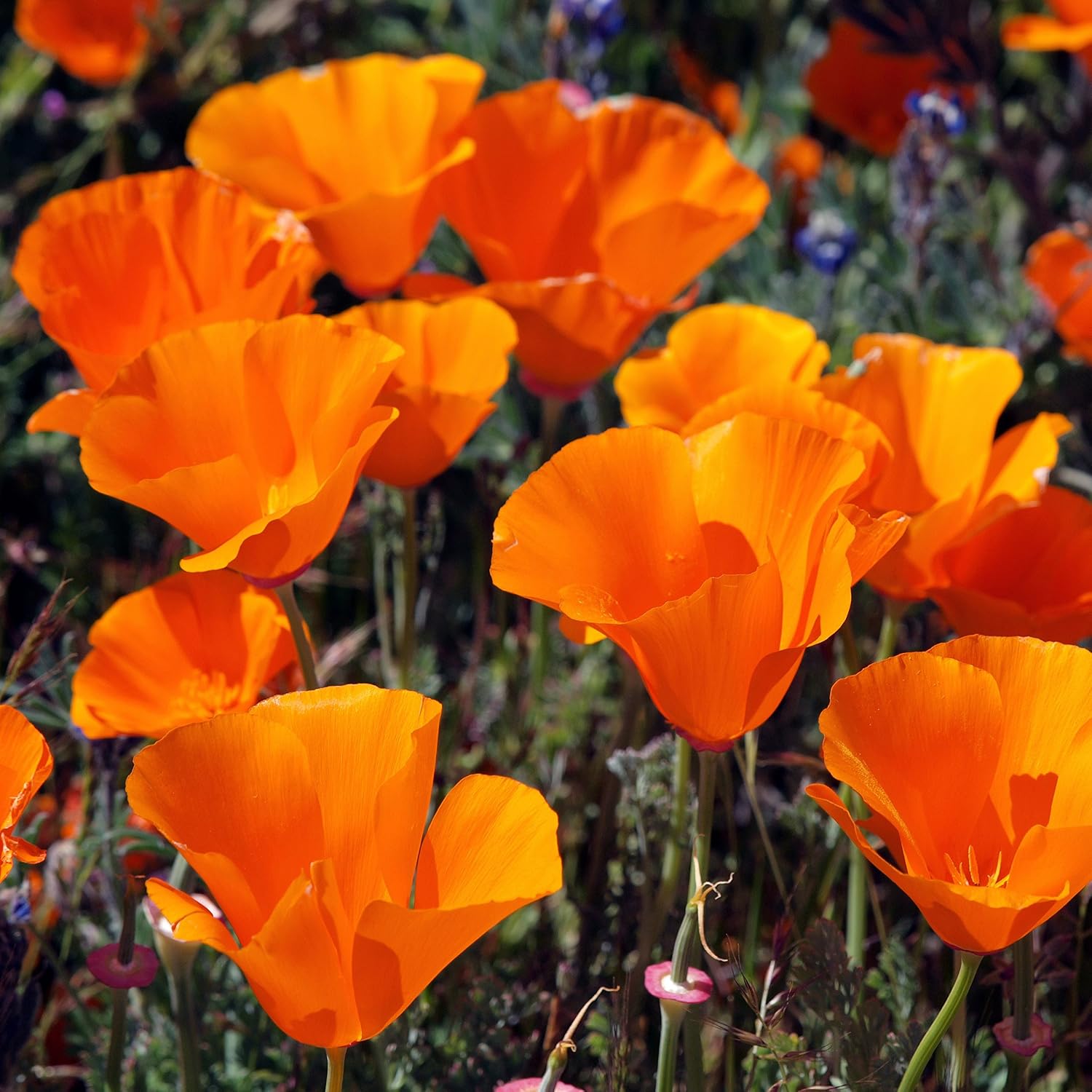 Outsidepride Eschscholzia Orange California Poppy Seeds - 1 lb. Annual, Native, Drought Tolerant Wildflower Seeds