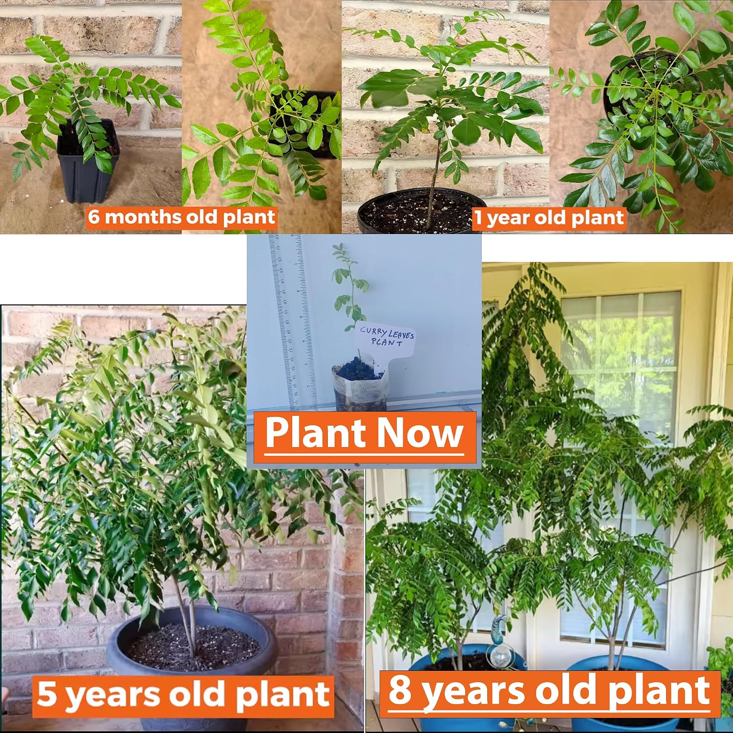 Daisy Ship Curry Leaf Plant Live Murraya Koenigii - 1 x 2-in Bag | Aromatic culinary herb for Indian cooking, bright
