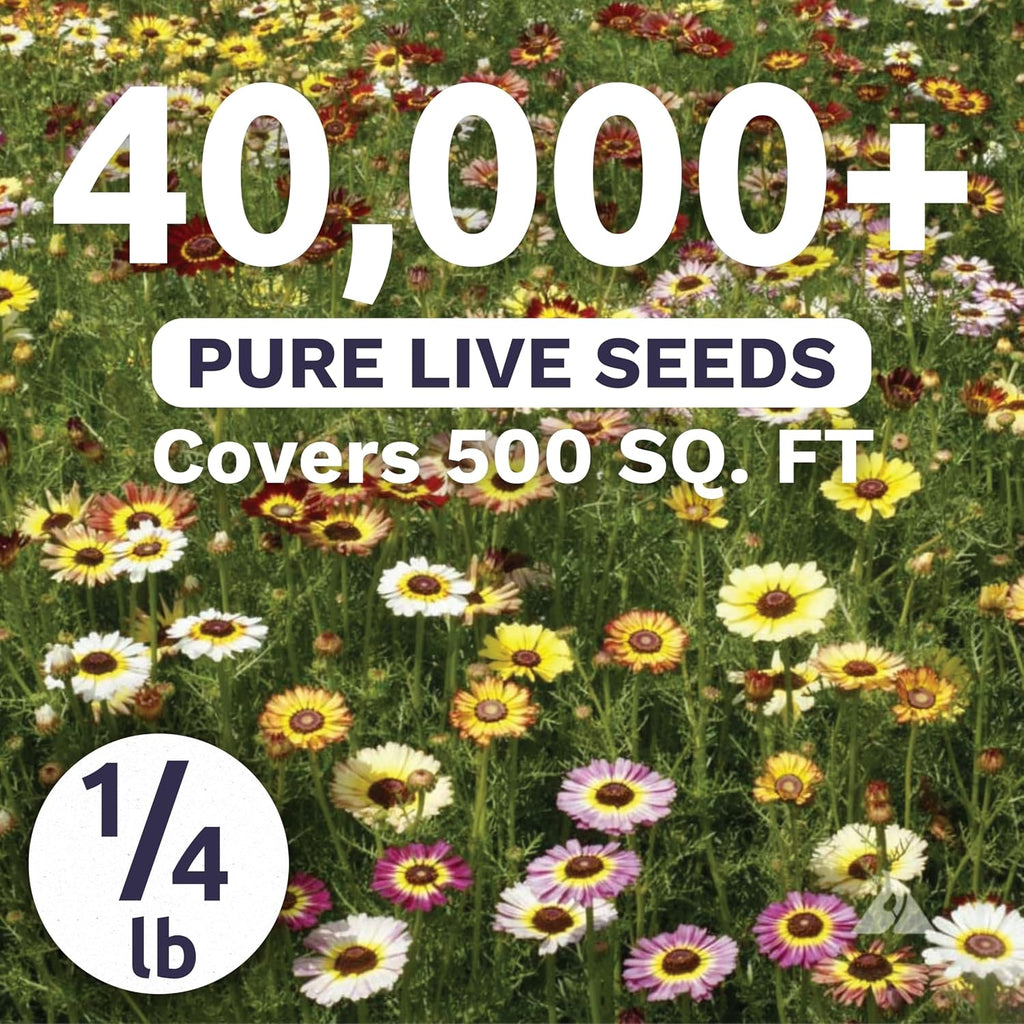 Painted Daisy - Bulk 1/4 Pound Pouch - 40,000 Flower Seeds for Planting - Chrysanthemum carinatum