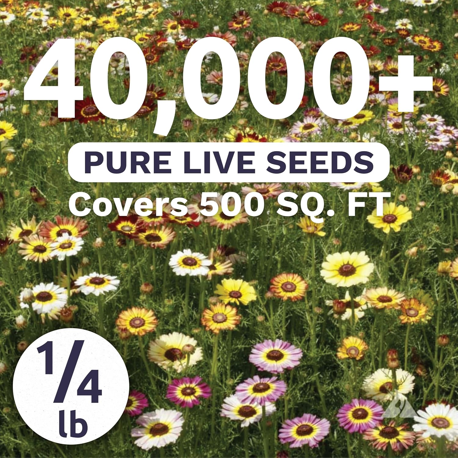 Painted Daisy - Bulk 1/4 Pound Pouch - 40,000 Flower Seeds for Planting - Chrysanthemum carinatum