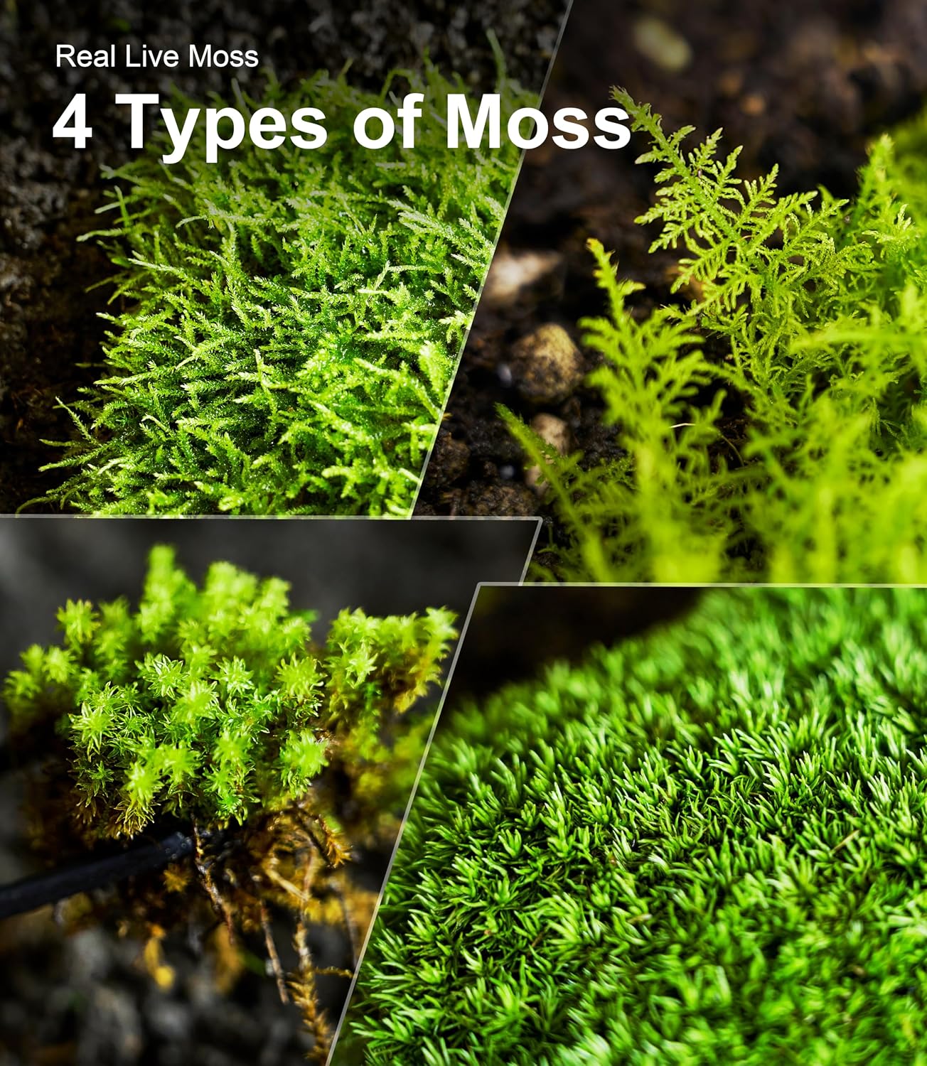Live Moss 4-Pack for Terrariums,Potted Plants & Floral Decor | Random Varieties, Easy to Revive, Dye-Free, Mixed Green