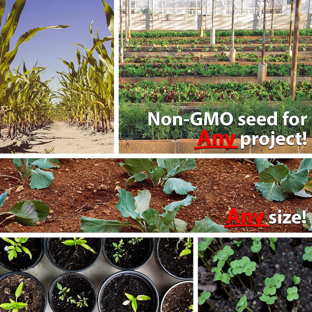 Mountain Valley Seed Co Vegetable Garden Can 50,000+ Seeds 16 Varieties | Long-Term Storage, Emergency Supply