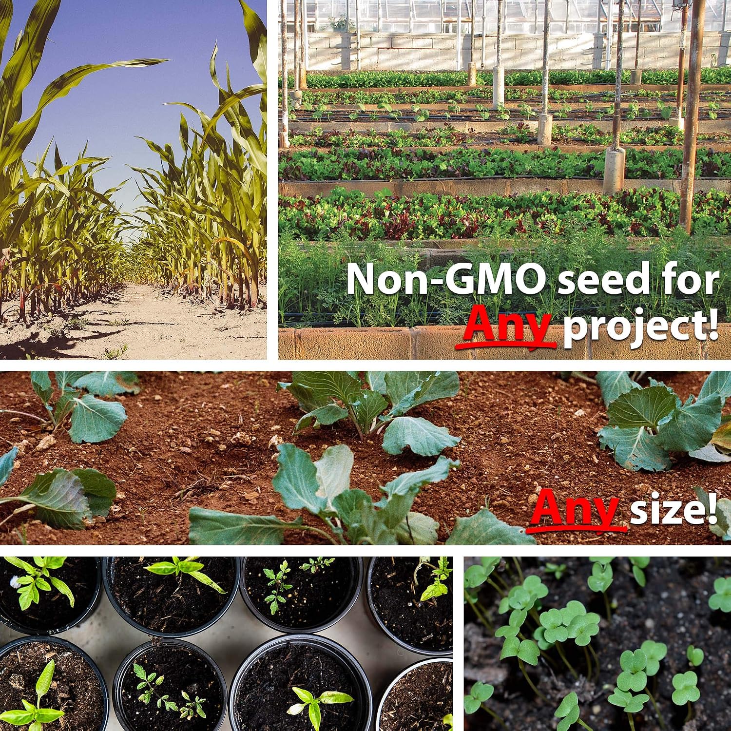 Mountain Valley Seed Co Vegetable Garden Can 50,000+ Seeds 16 Varieties | Long-Term Storage, Emergency Supply