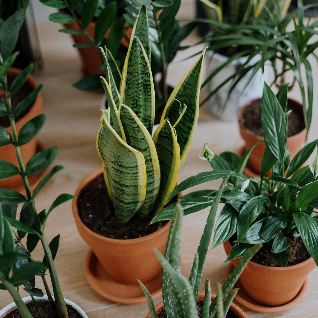 HERDUK Terracotta Starter Pots with Saucers – 4 Inch Clay Planting System for Healthy Roots, Reliable Drainage & Indoor
