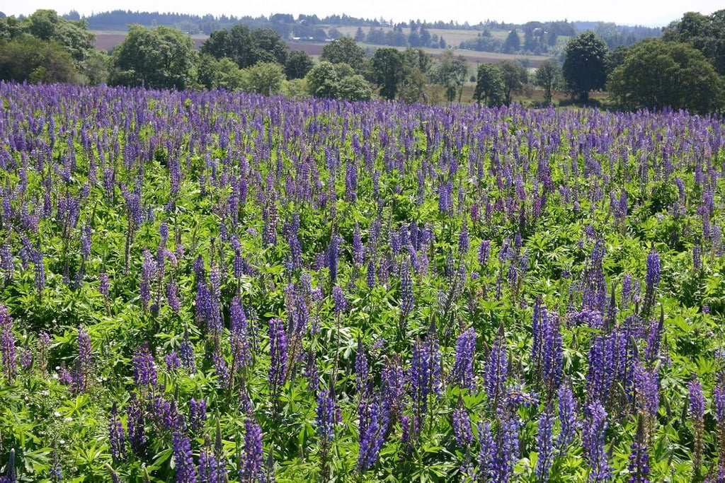 Non GMO Bulk Perennial Lupine Flower Seed (1/2 Lb)