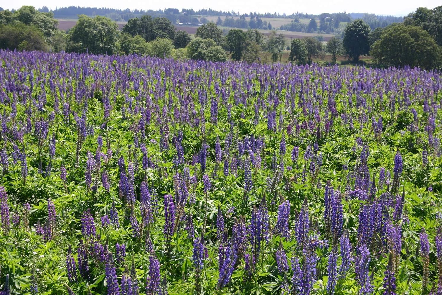 Non GMO Bulk Perennial Lupine Flower Seed (1/2 Lb)