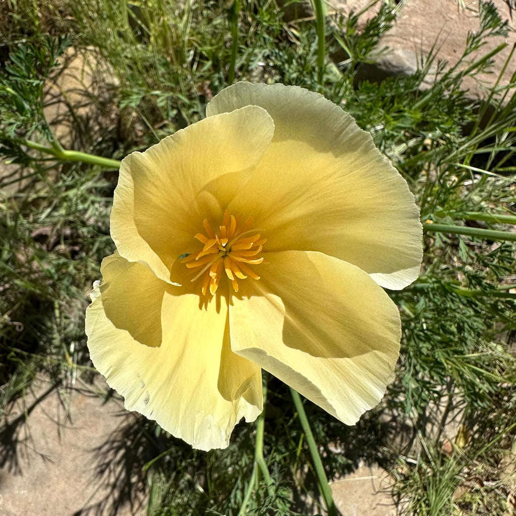 Poppy Flower Seed, 7 Variety Pack | Seven Poppy Varieties, Heirloom and California Types, Silky Ornamental Blooms