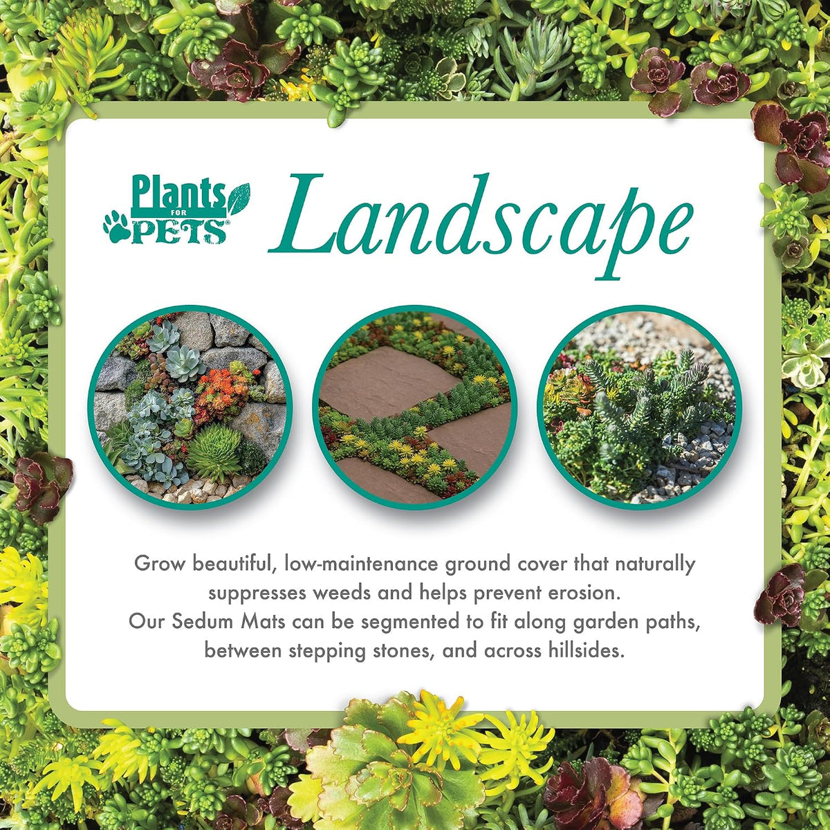 10 in. x 20 in. Sedum Groundcover Mat, Non-toxic Hardy Stonecrop for Landscaping, Live Succulents, Pet Friendly Plants