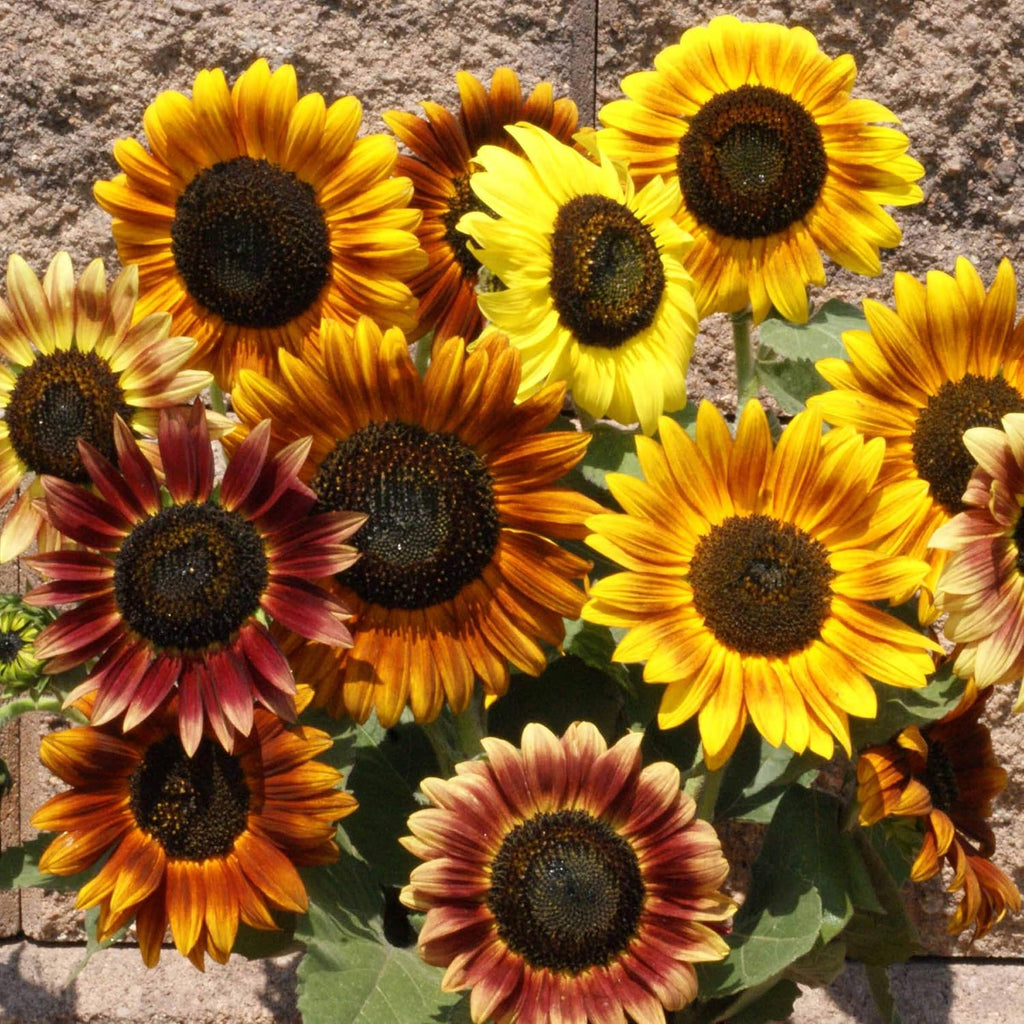 Outsidepride Autumn Beauty Sunflower Seeds for Planting - 1 Lb. Annual, Easy to Grow Flower Seeds w/Vibrant, Abundant