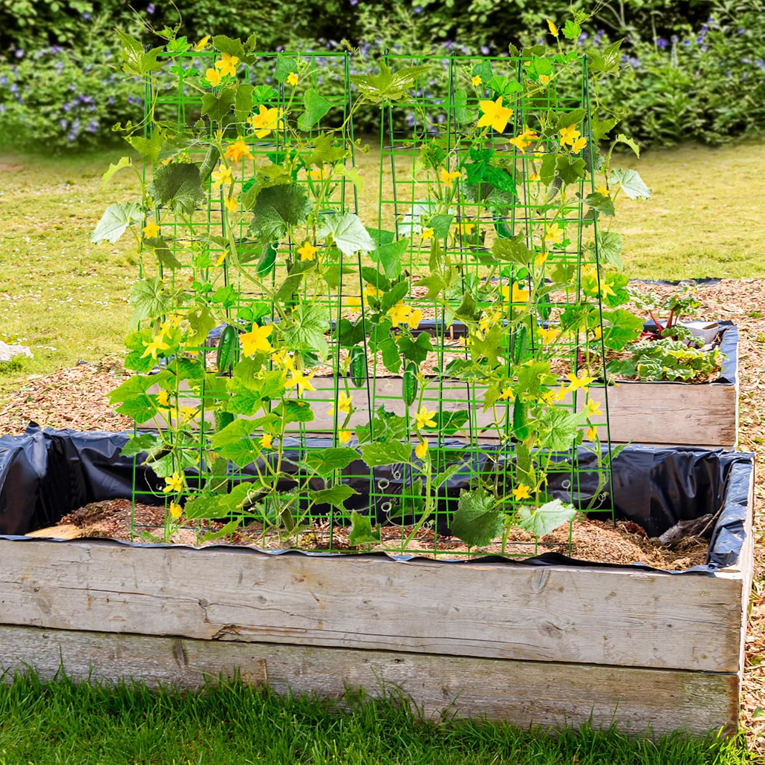 Pack 2 Heavy Metal Garden Trellis for Climbing Plants with Trellis Netting & Garden Clips, A-Frame Cucumber Trellis for