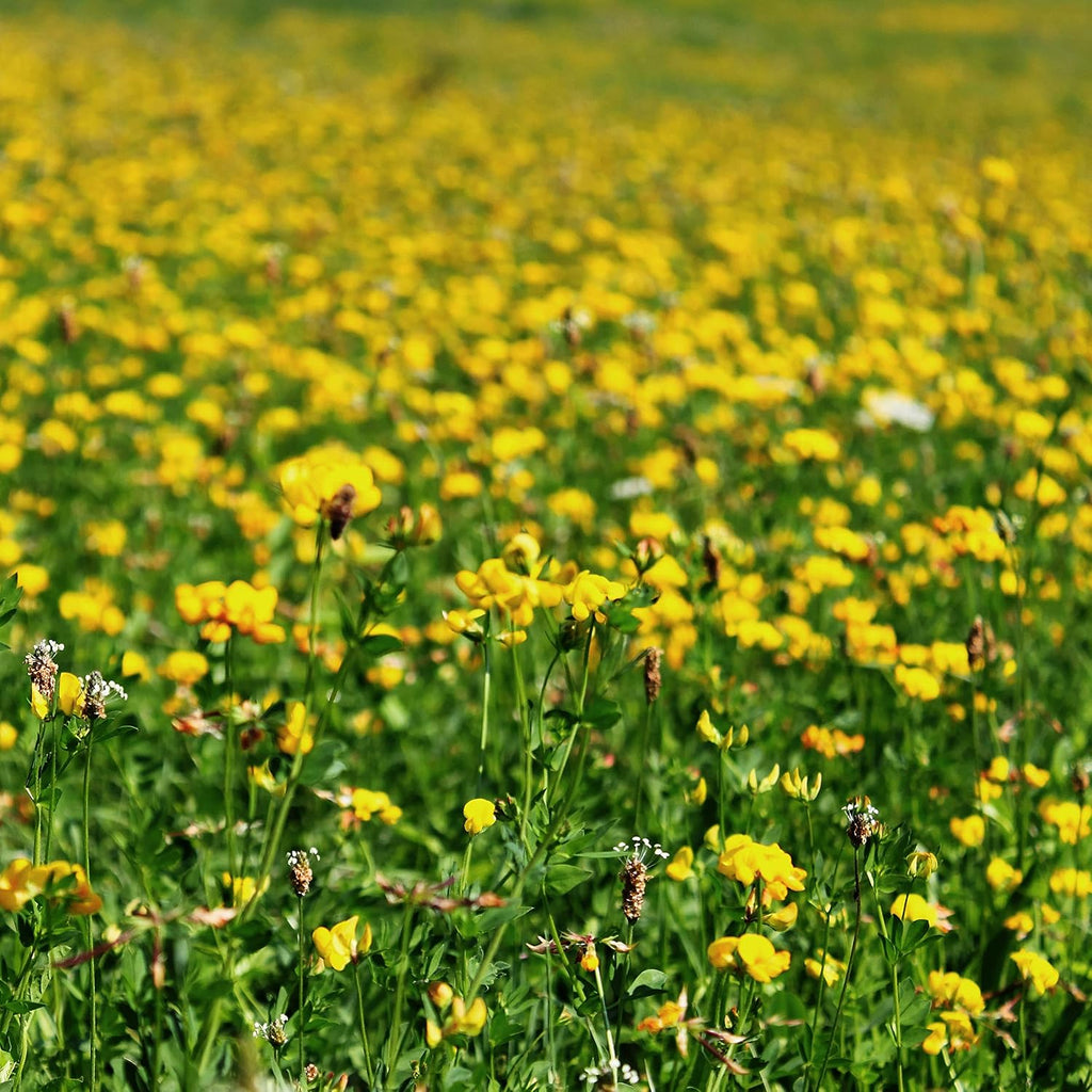 Outsidepride Perennial Birdsfoot Trefoil Seed - 10 lbs Nitrocoated, Inoculated, Winter Hardy, High Protein Forage