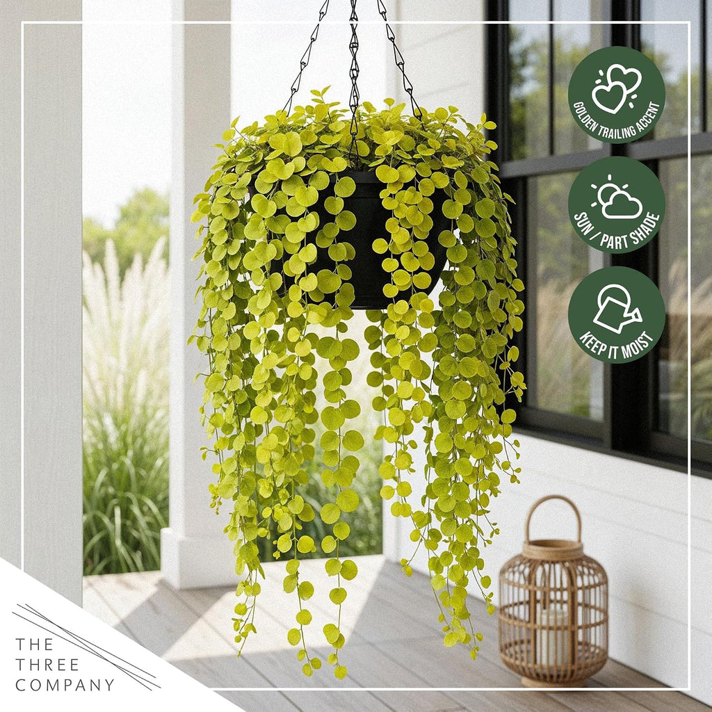 Live Creeping Jenny (Lysimachia nummularia) (4 Pack) - Trailing Ground Cover Perennial, 6" Tall by 4" Wide in 1 Pt Pot