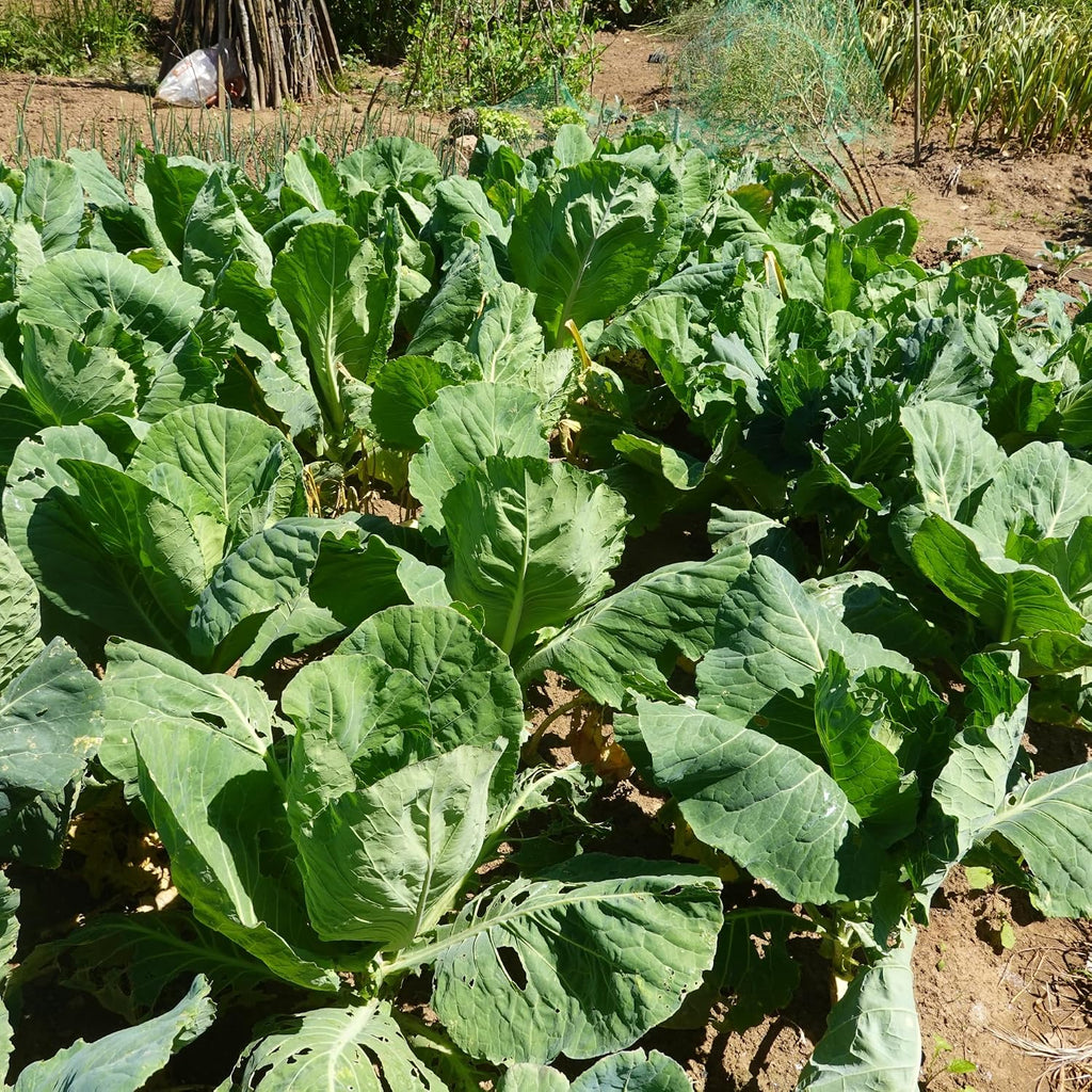 Bulk Collard Green Seeds for Planting - 1 Pound Over 128,000 Heirloom Non-GMO Georgia Southern Collard Seeds - Leafy