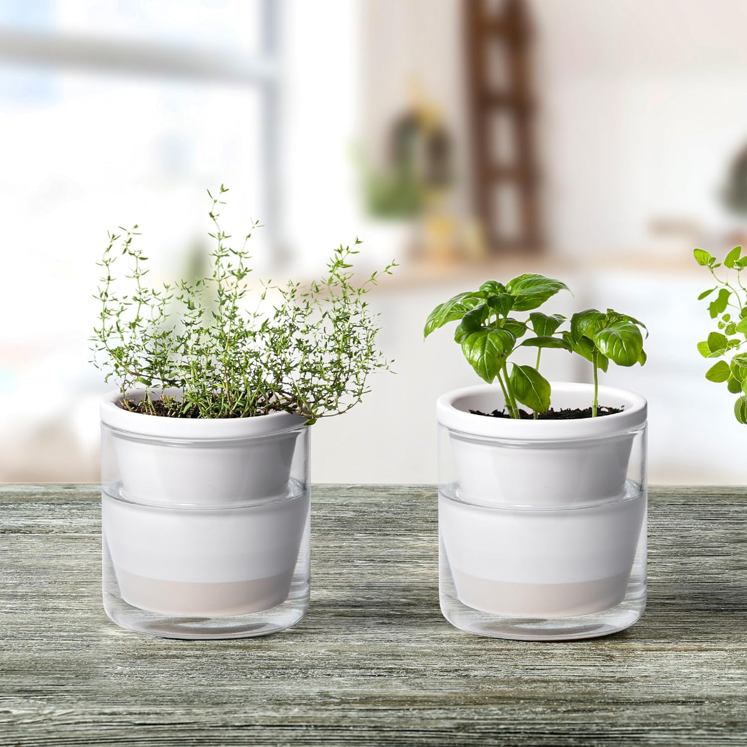 D'vine Dev Self-Watering White Terracotta Planter, 4 in, 2-Pack, 37-Y-A-2 | Terracotta & Glass Design, Clear Water
