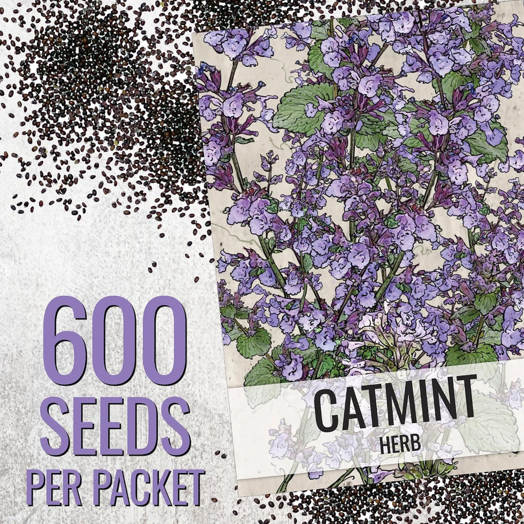 Seed Needs Catmint Seeds to Plant Heirloom Non-GMO Herbs 20 Pack