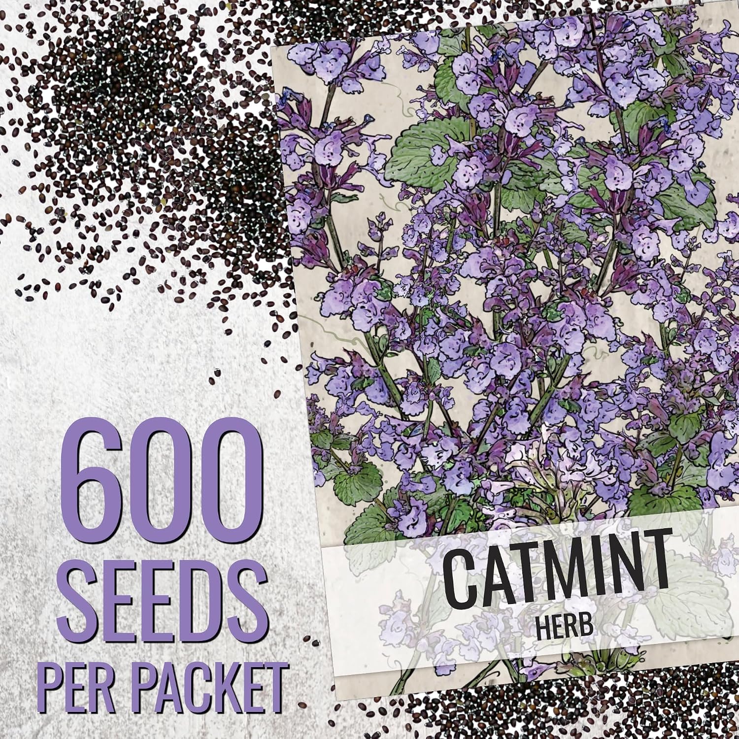 Seed Needs Catmint Seeds to Plant Heirloom Non-GMO Herbs 20 Pack